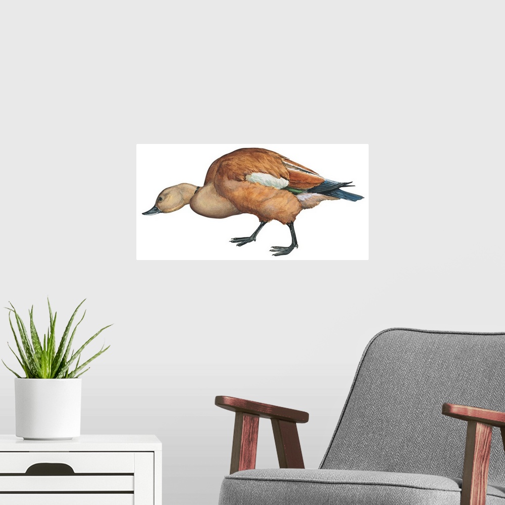 A modern room featuring Educational illustration of the ruddy shelduck.