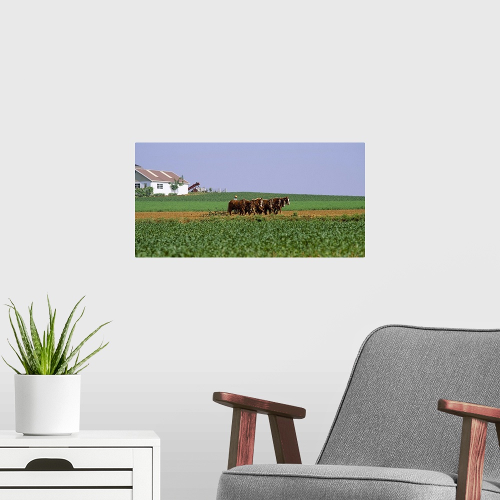 A modern room featuring Amish Plowing Field Lancaster County PA