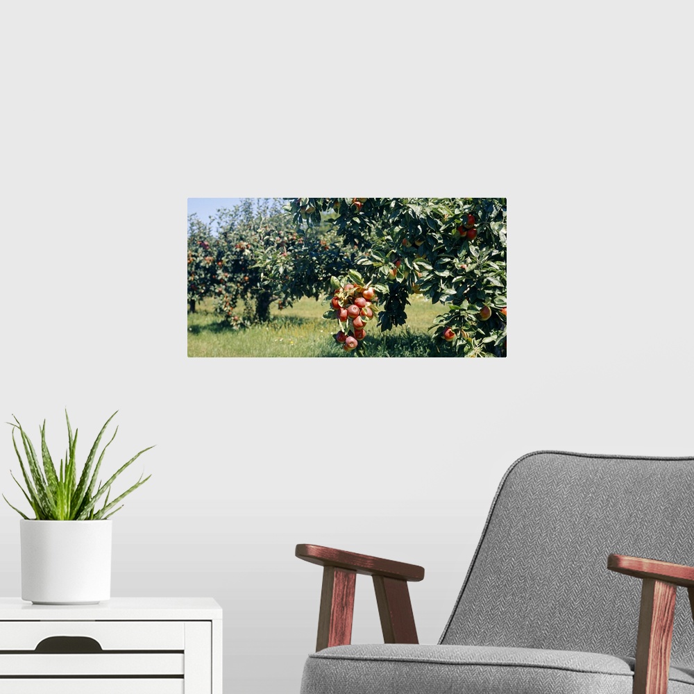 A modern room featuring Apple Trees