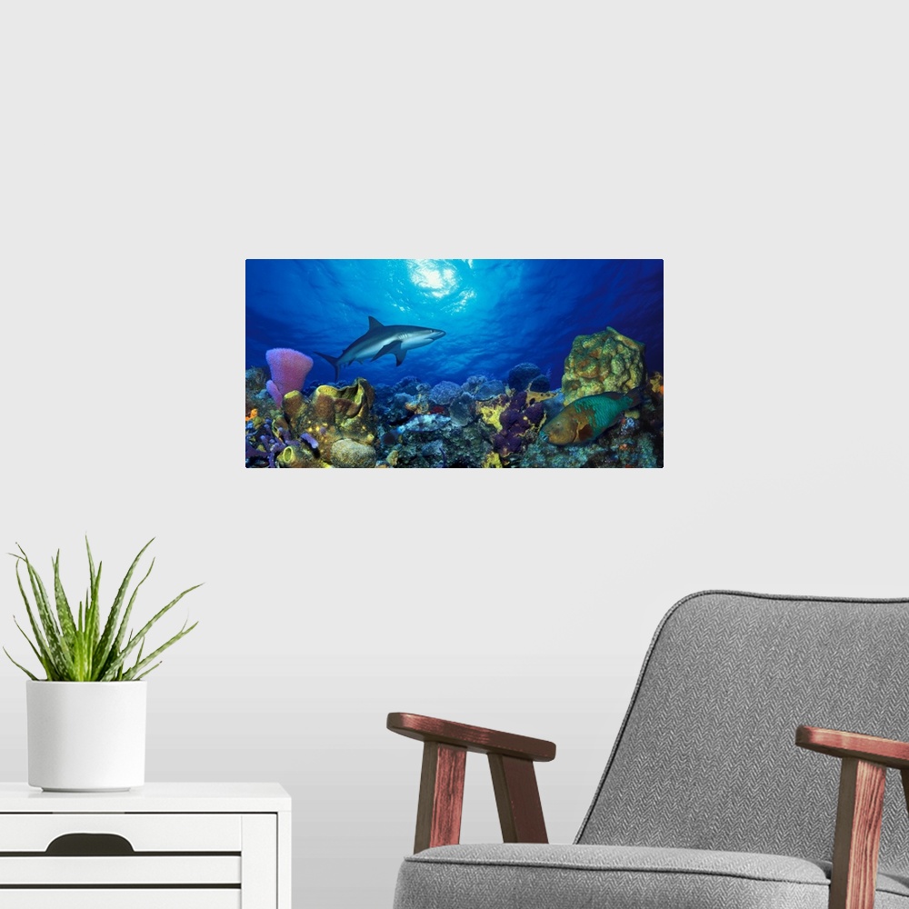A modern room featuring Panoramic photograph of underwater sea life including colorful coral reef and fish.
