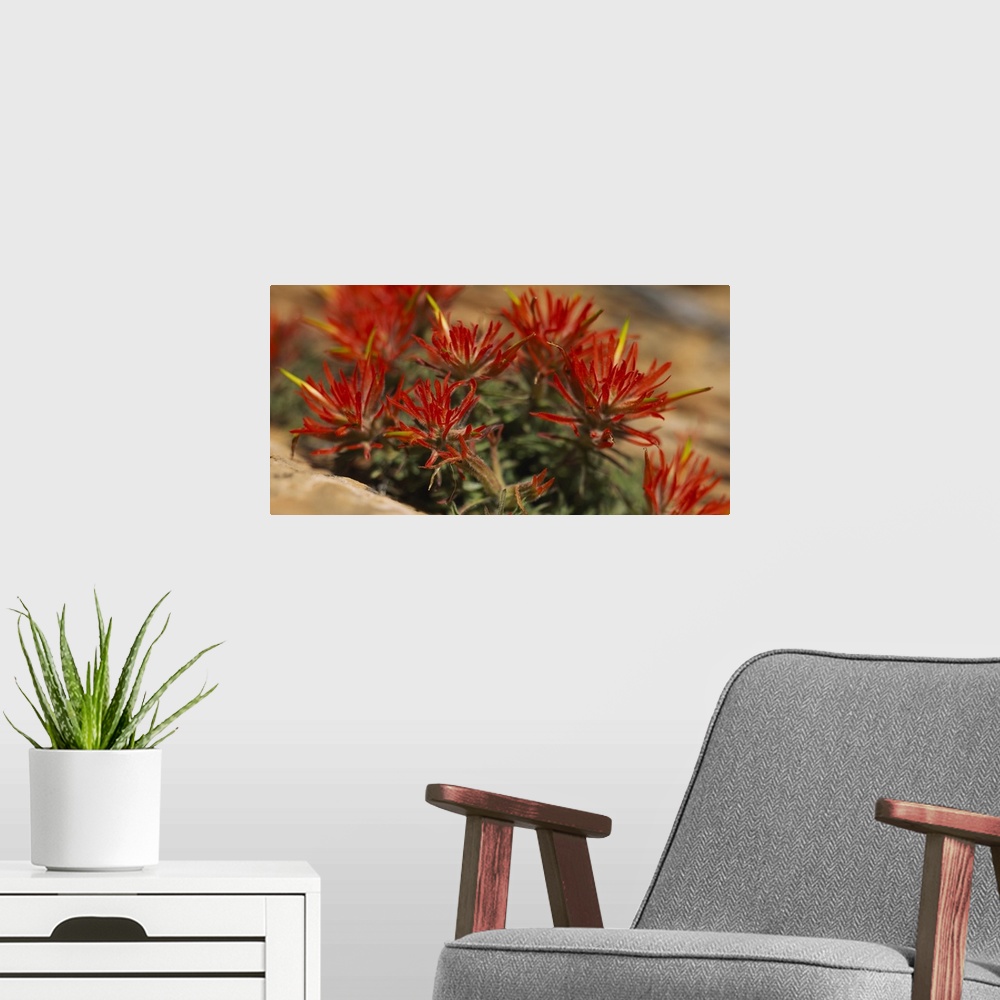A modern room featuring Horizontal print of the close up view of flowers in Utah.
