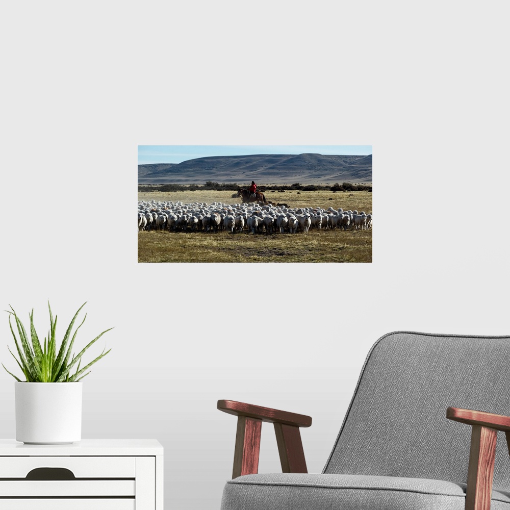A modern room featuring Flock of sheep in a farm, Santa Cruz Province, Patagonia, Argentina