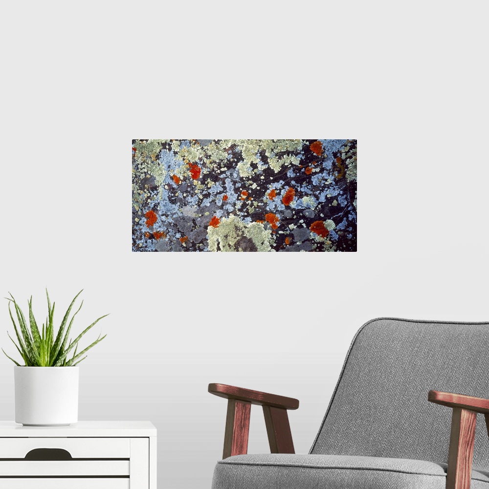 A modern room featuring Lichens on Rock CO
