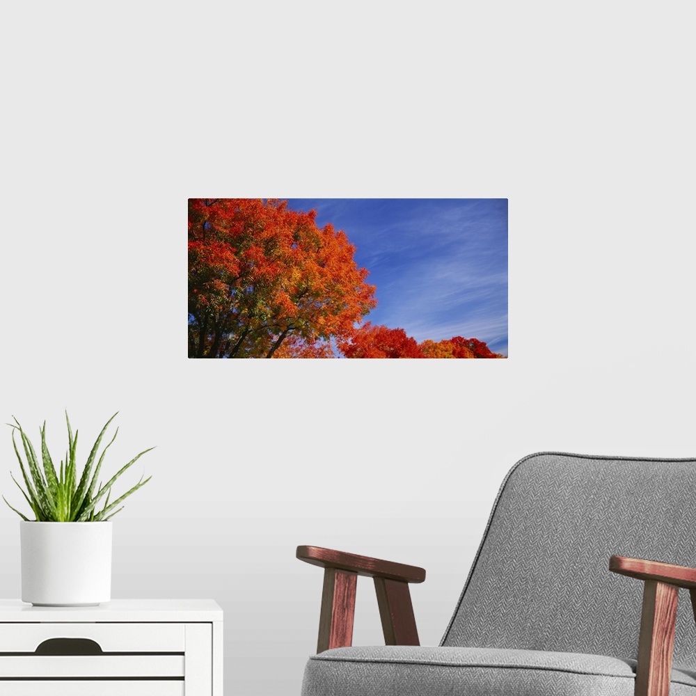A modern room featuring Low angle view of trees with red leaves, Rocklin, Placer County, California
