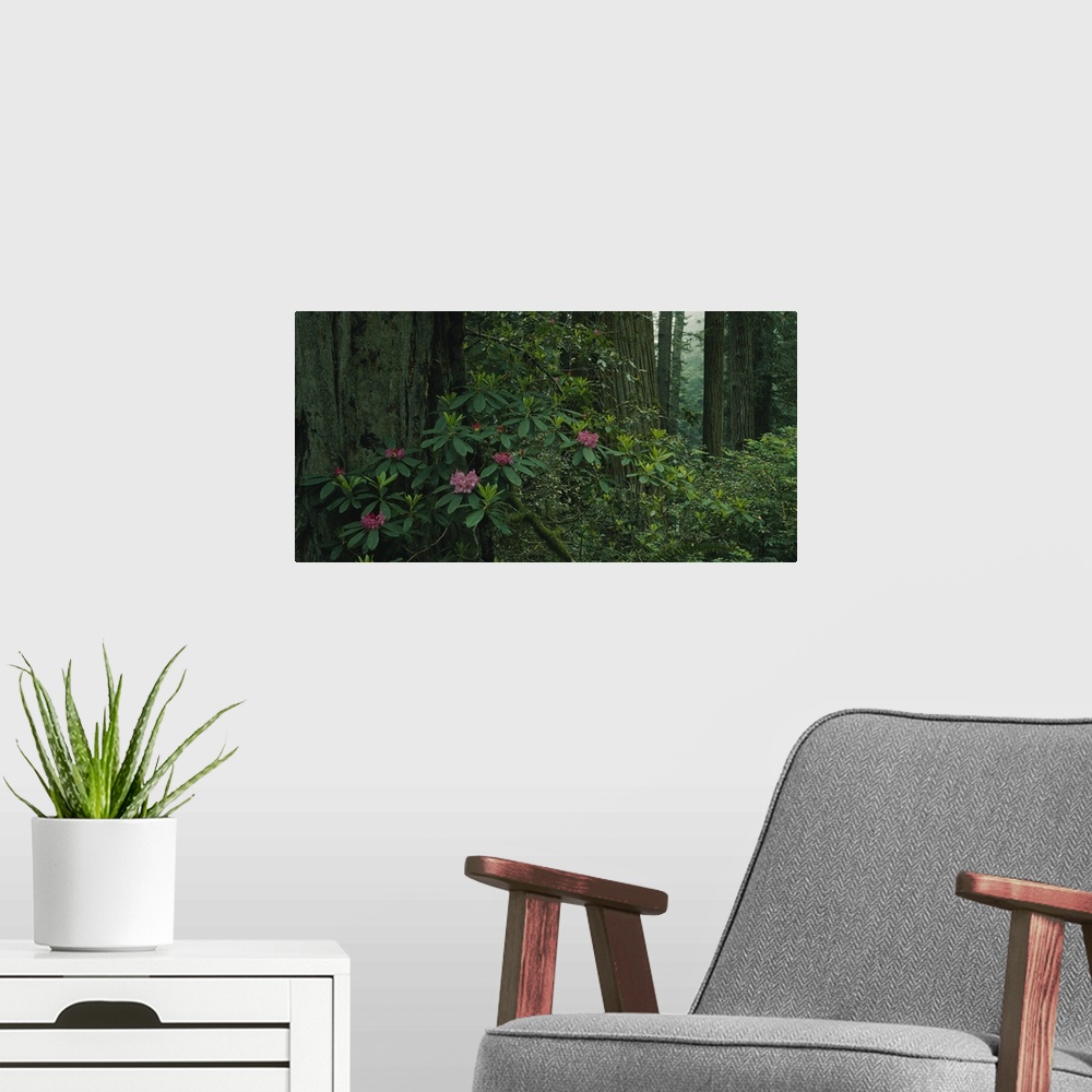 A modern room featuring Rhododendron flowers in a rainforest, California