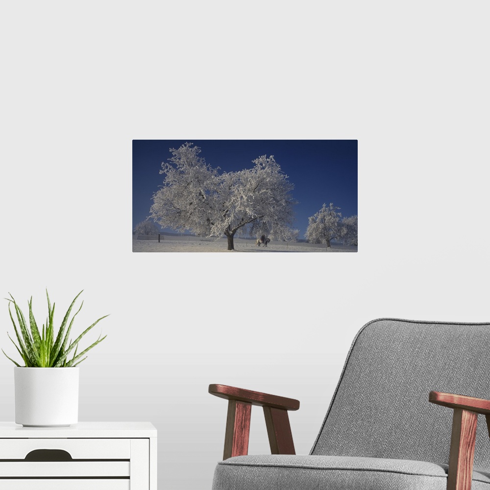 A modern room featuring Panoramic photograph of trees covered in snow under a clear sky.                                 ...