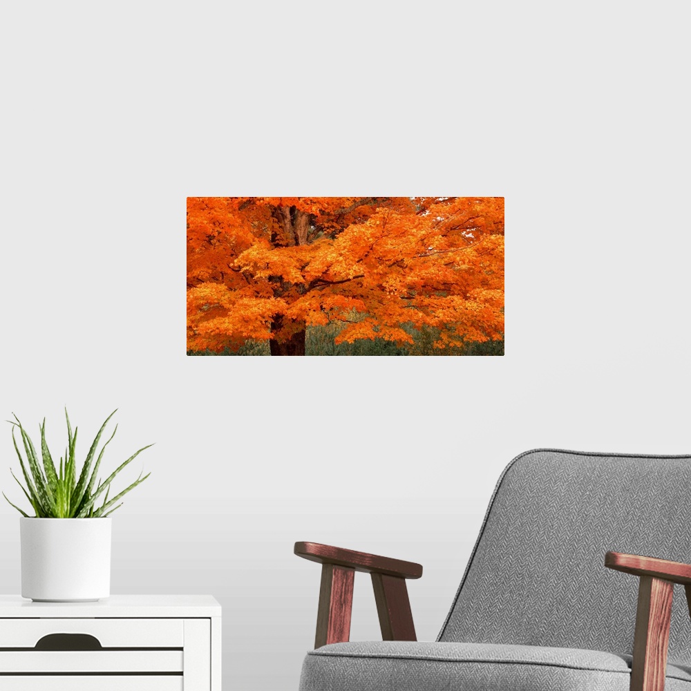 A modern room featuring This landscape photograph is a close up of vibrantly colored leaves on a New England tree in autumn.