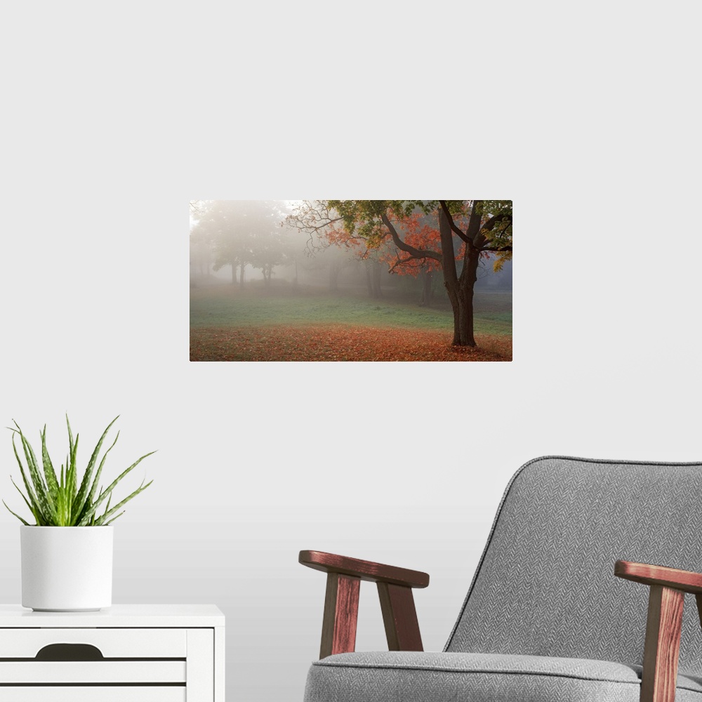 A modern room featuring Photograph of the final morning fog lifting from a park with a bed of orange leaves surrounding t...