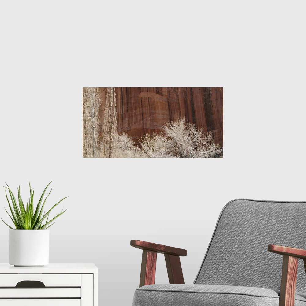 A modern room featuring Trees near a rock formation, Capitol Reef National Park, Utah