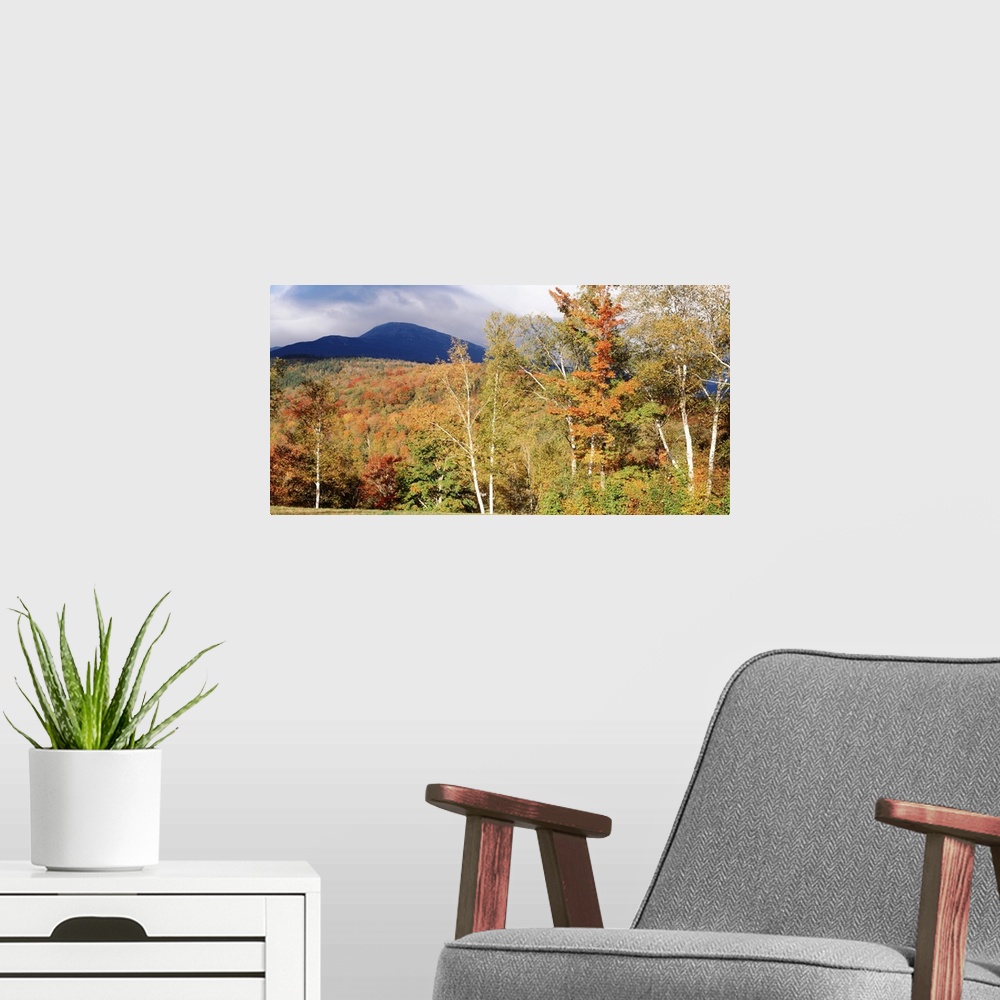 A modern room featuring Large landscape photograph of a large field of autumn colored trees in front of Mount Washington ...
