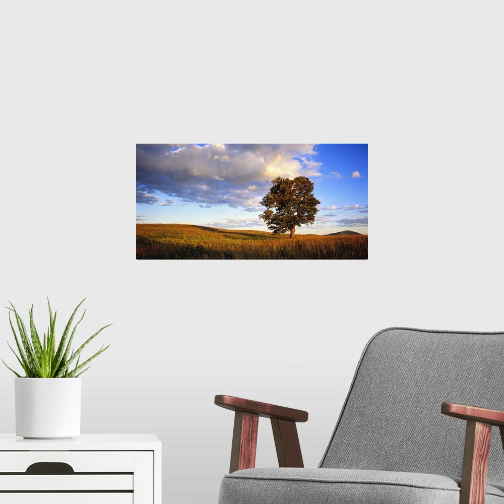 A modern room featuring Horizontal photograph on a large wall hanging of a large, lone sugar maple basking in the sunligh...