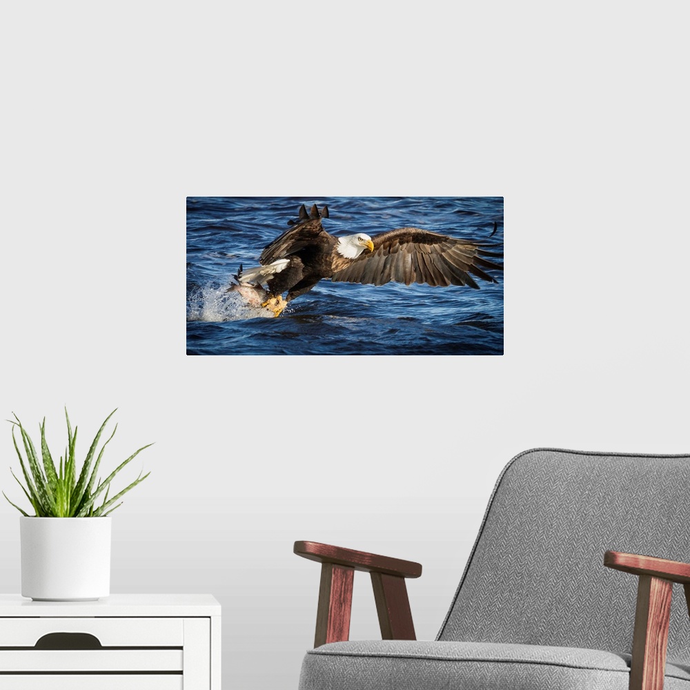 A modern room featuring A Bald Eagle flies down to the water to catch fish.