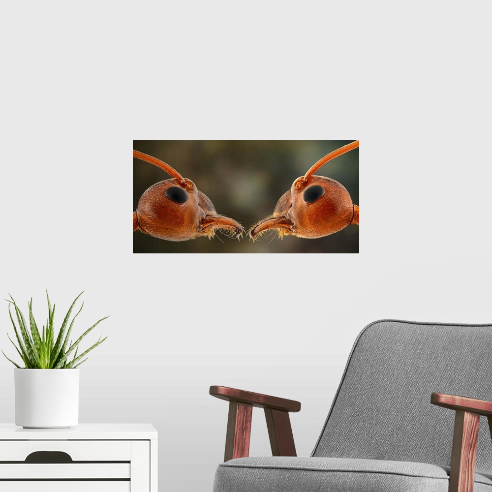 A modern room featuring Macro image of two ants face to face.