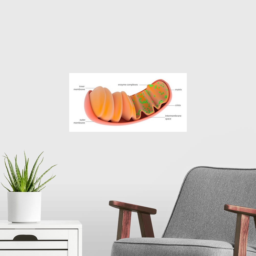 A modern room featuring Mitochondrion. Illustration of the internal structure of a mitochondrion, an organelle in eukaryo...