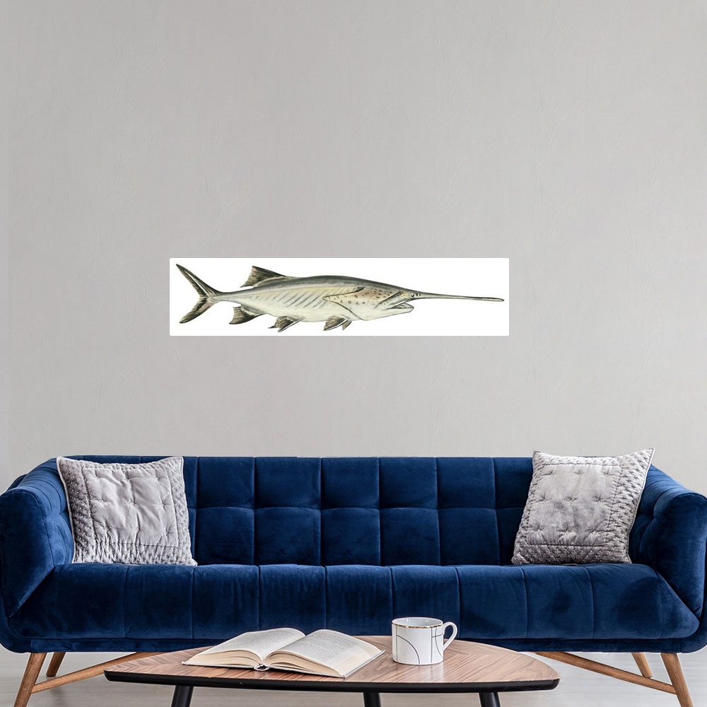 A modern room featuring Paddlefish (Polyodon Spathula)