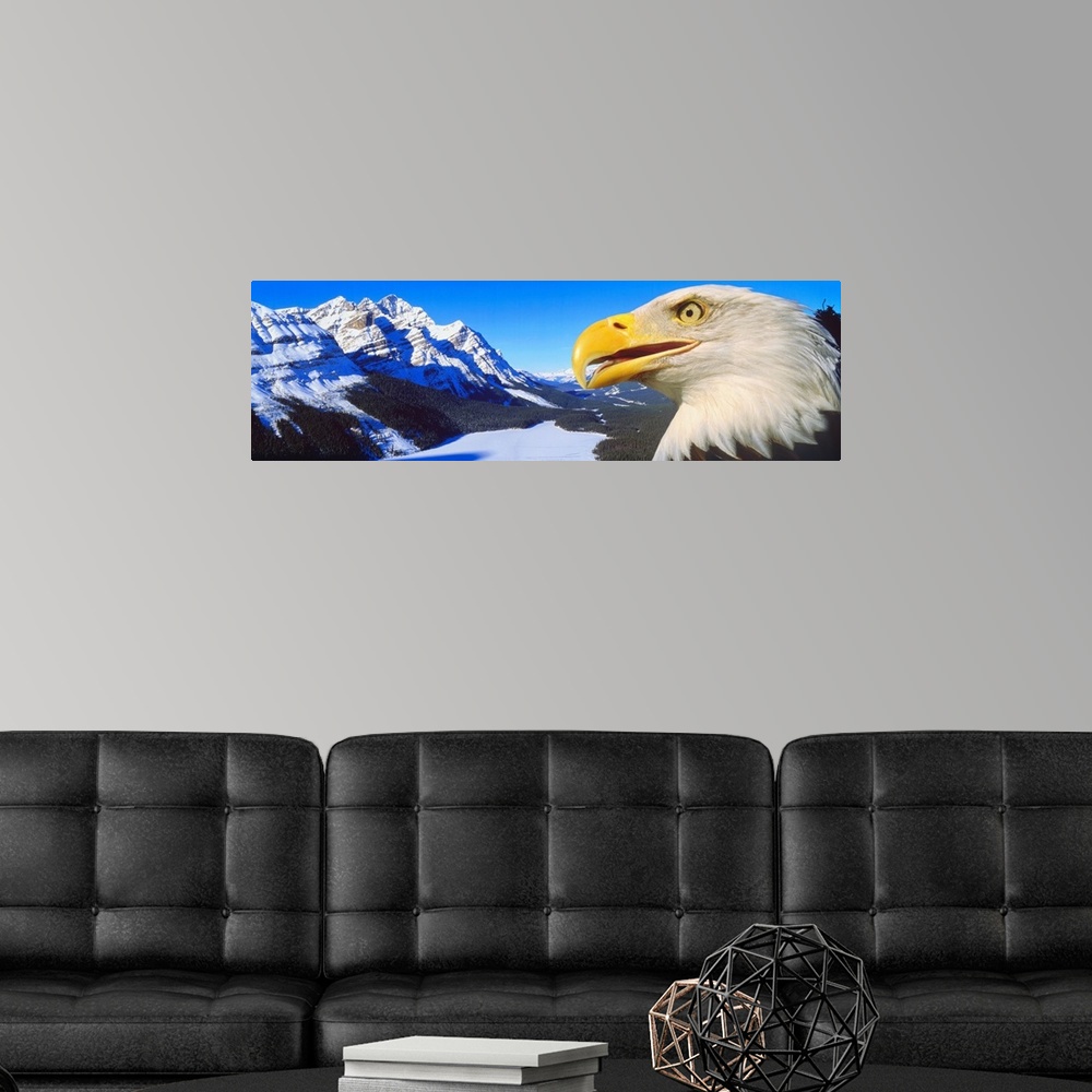 A modern room featuring Bald Eagle & Peyto Lake Alberta Canada