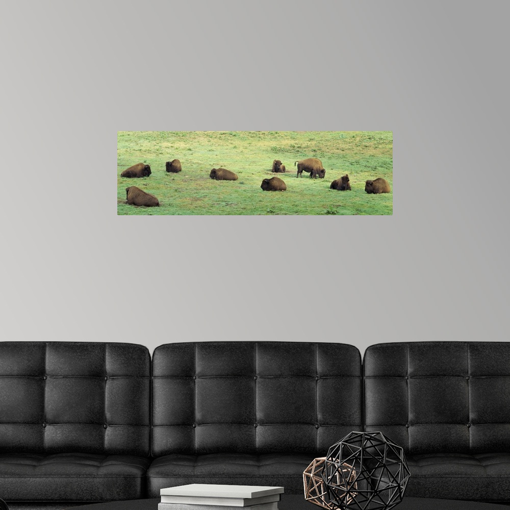 A modern room featuring Group of American Bisons grazing in a field, San Francisco, California