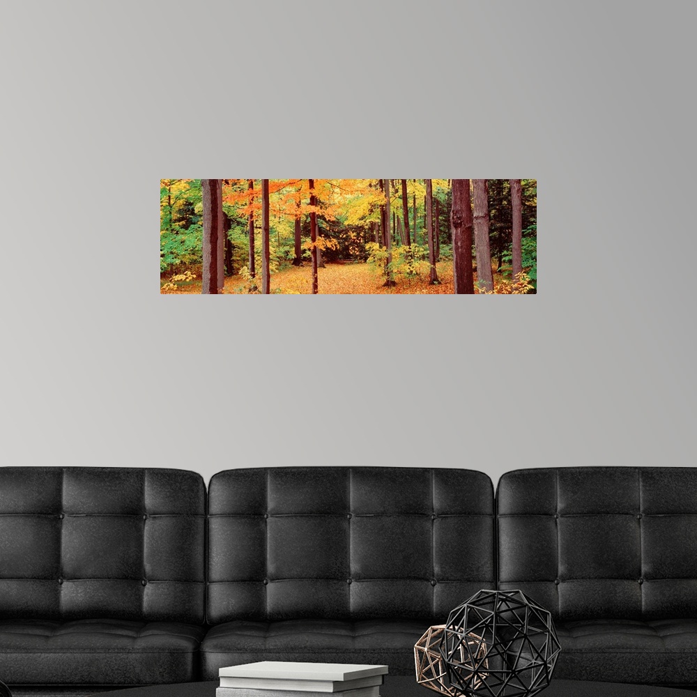 A modern room featuring New York, Trees in the Chestnut Ridge Park