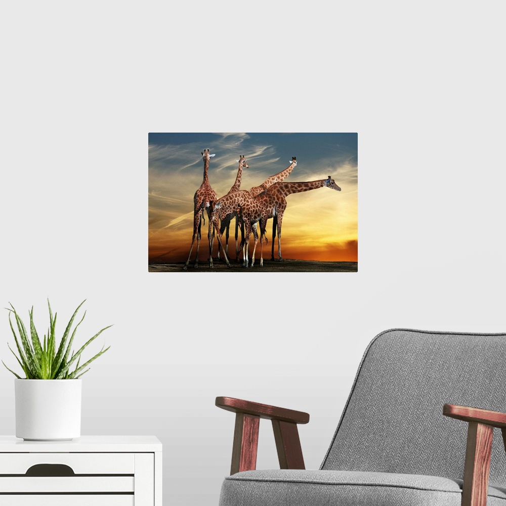 A modern room featuring A group of giraffes underneath a dramatic sunset sky.