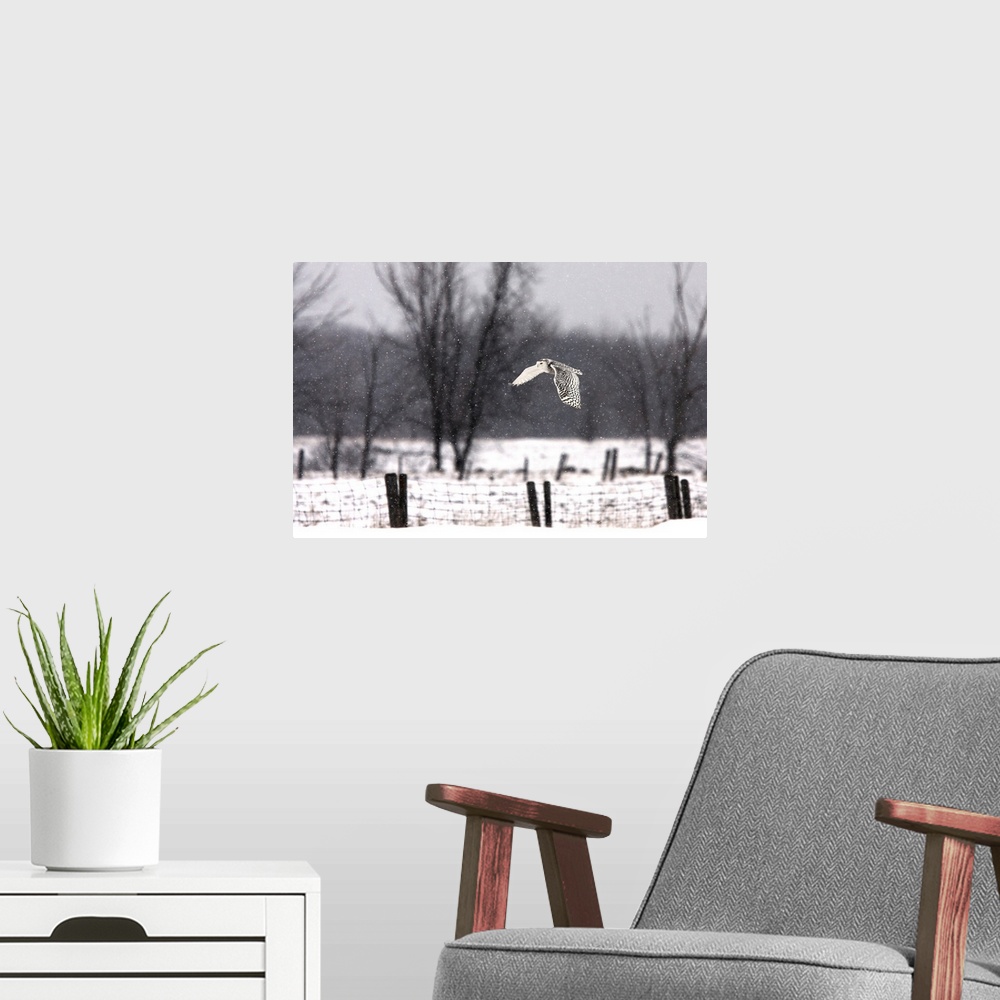 A modern room featuring A Snowy Snowy Owl
