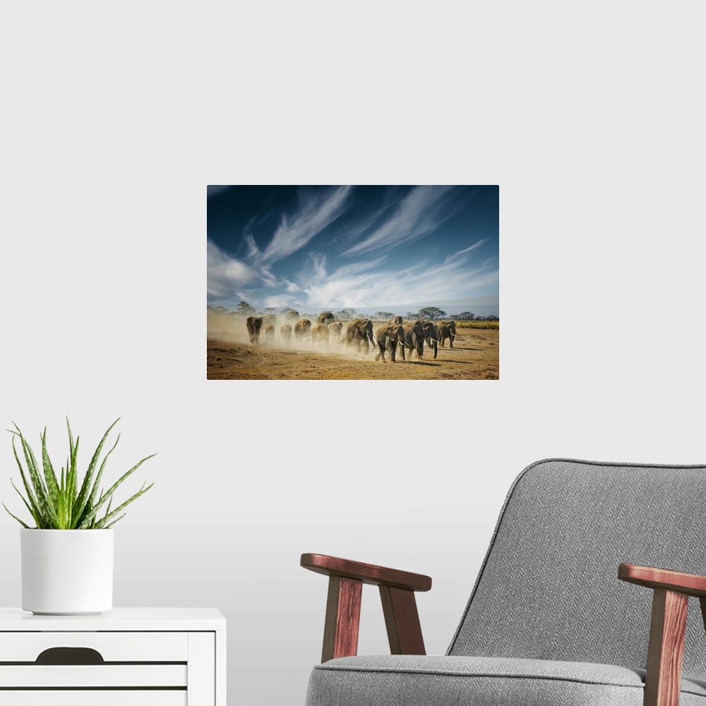 A modern room featuring A family of elephants kicking up dust as they walk across the savanna in Africa.