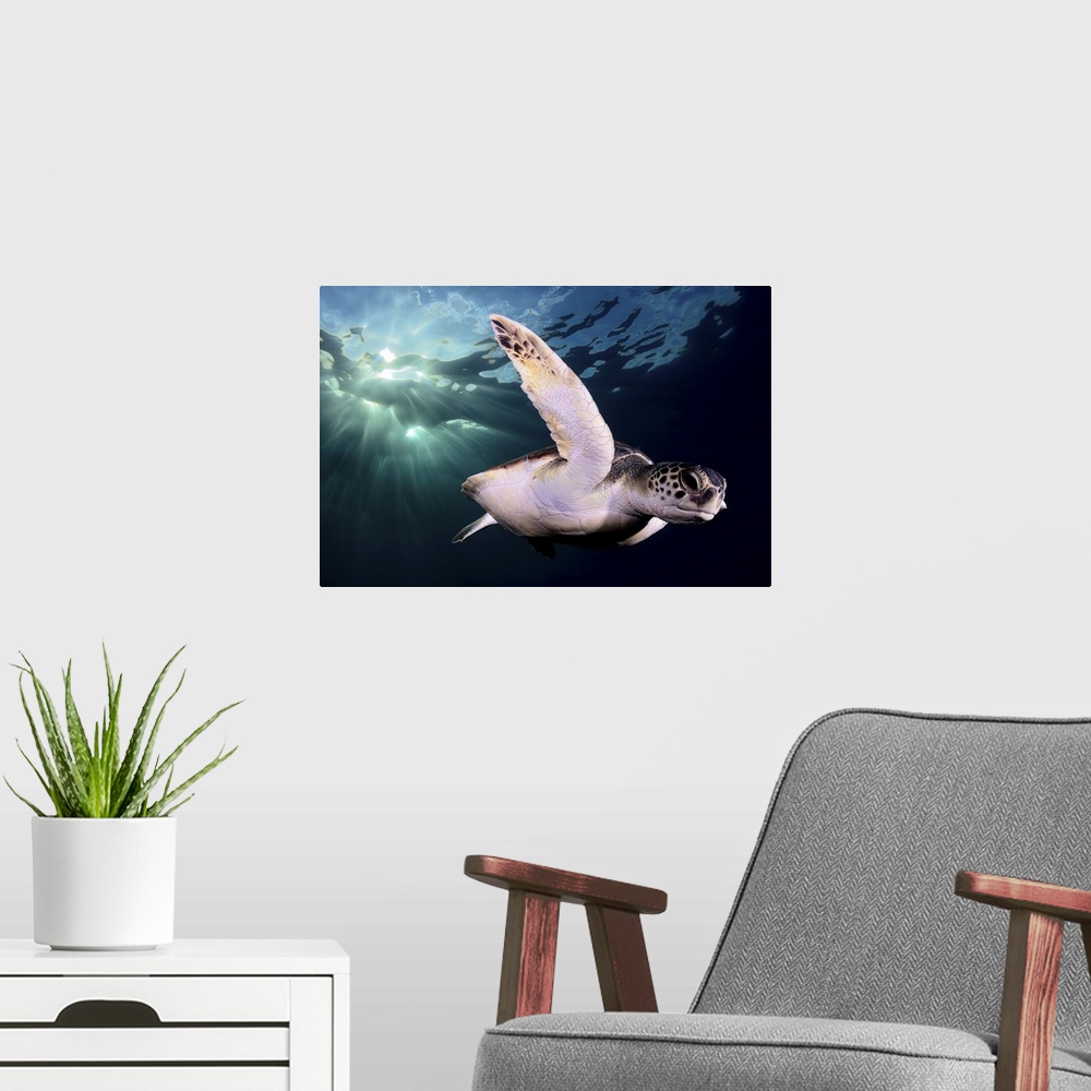 A modern room featuring Underwater photo of a sea turtle swimming just below the surface.