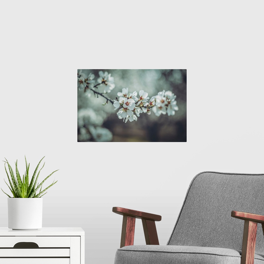 A modern room featuring Almond Blossoms