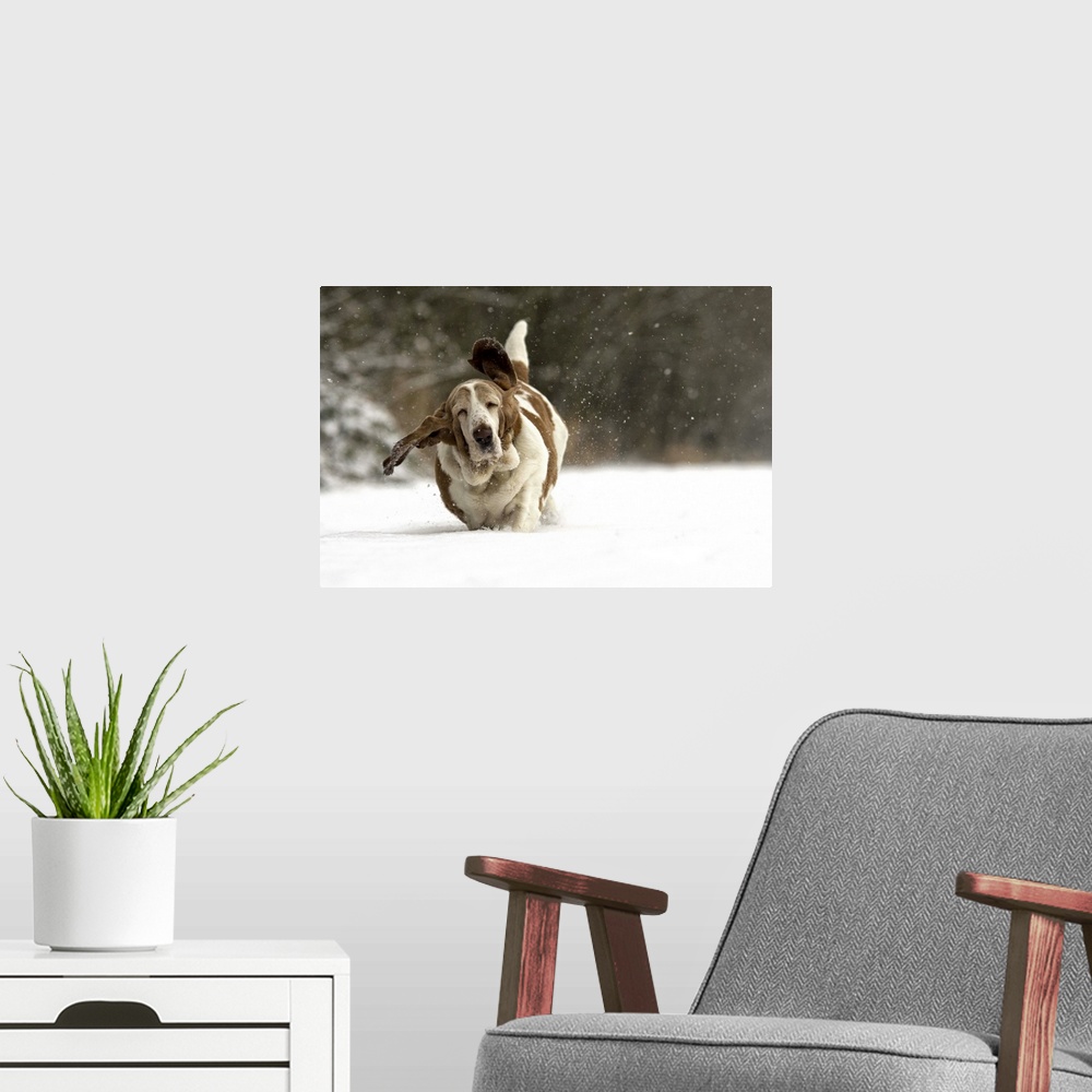 A modern room featuring A floppy basset hound runs through fresh snow in winter playground.