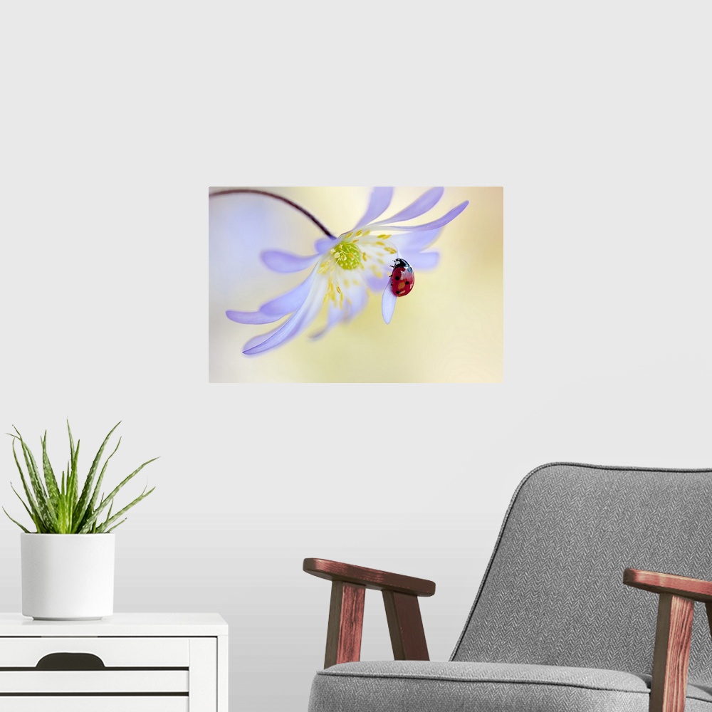A modern room featuring Anemone Lady