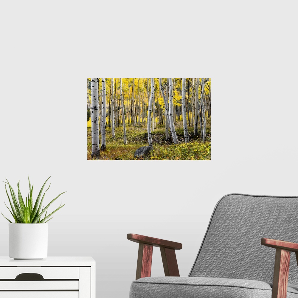 A modern room featuring Autumn Birches