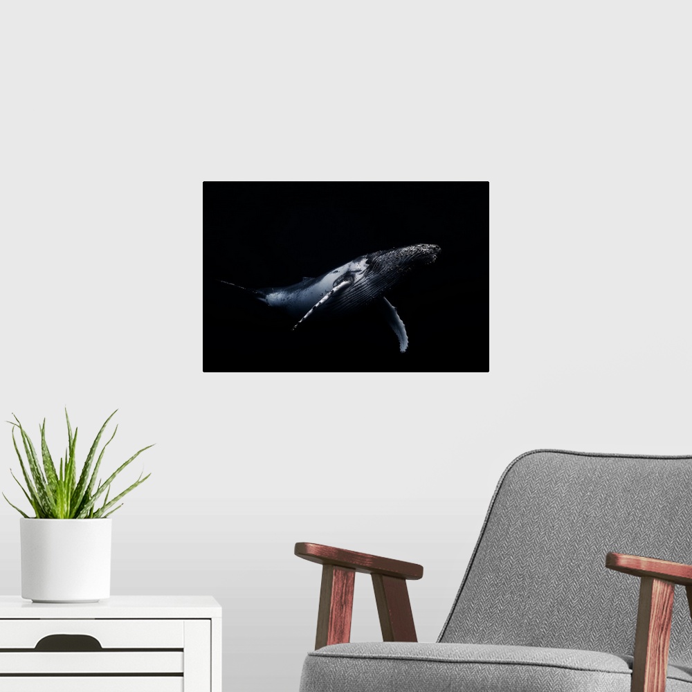 A modern room featuring A portrait of a humpback whale swimming soundly in the deep blue ocean.