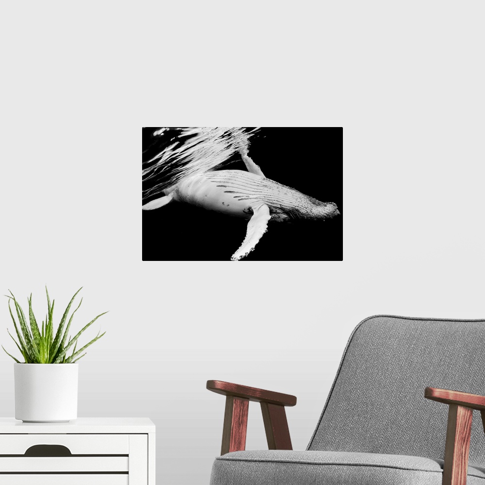 A modern room featuring A dynamic photograph of a humpback whale close to the surface of the ocean.