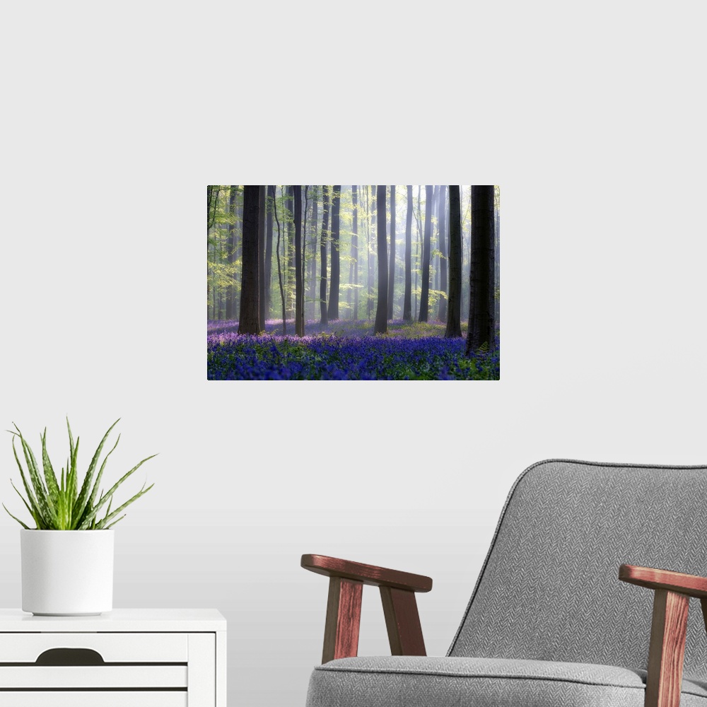 A modern room featuring Bright blue flower on the ground of a forest with tall trees and sunlight filtering in.