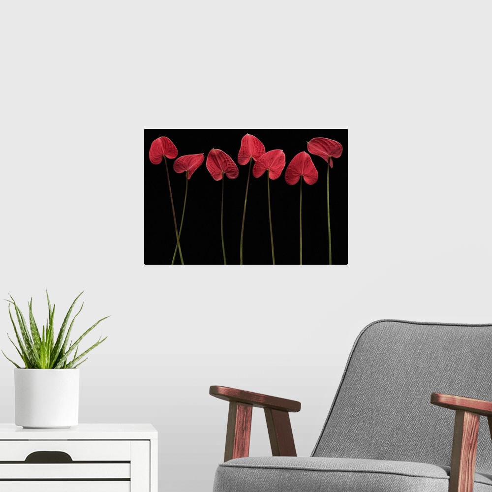 A modern room featuring Still life photograph of single stemmed flowers with a heart shaped petal on a black background.