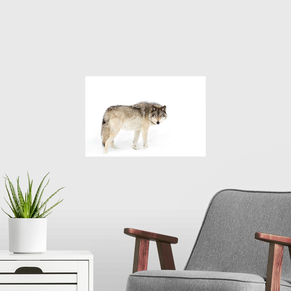 A modern room featuring Canadian Timber Wolf Walking Through The Snow