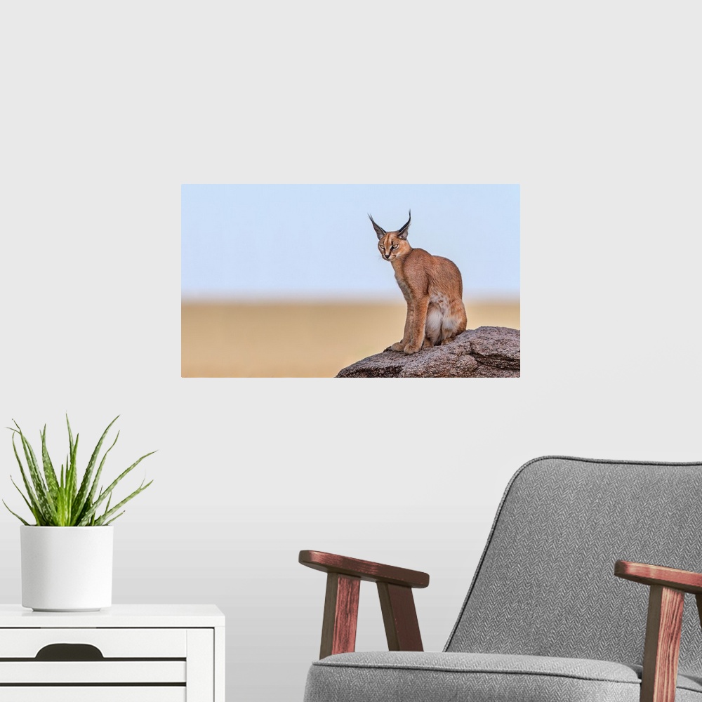 A modern room featuring Photograph of a caracal sitting on a rock with a shallow depth of field.