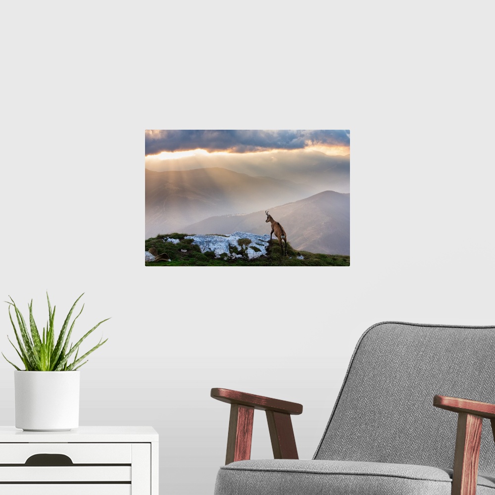 A modern room featuring An ibex standing on a hilltop overlooking a mountain valley being rained on by sunlight.