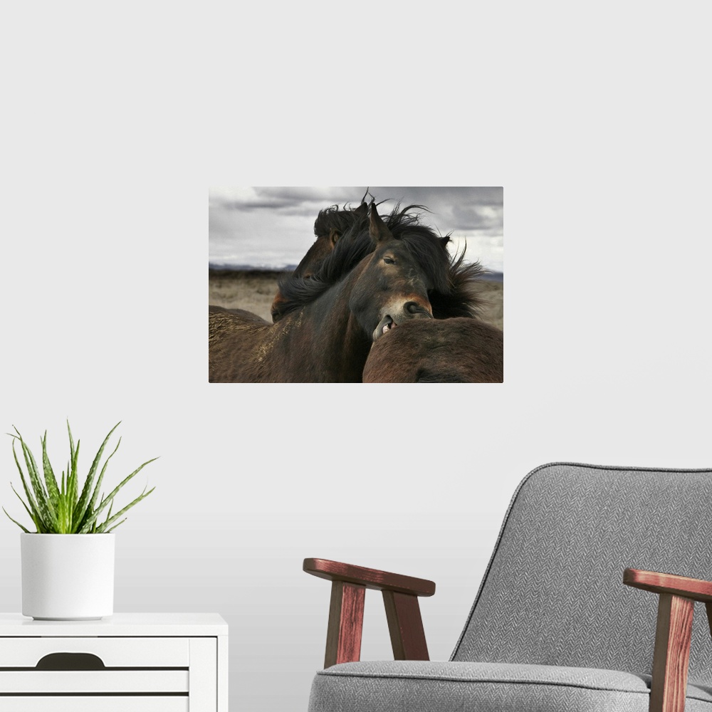 A modern room featuring Two wild Icelandic ponies groom each other in a show of mutual affection.