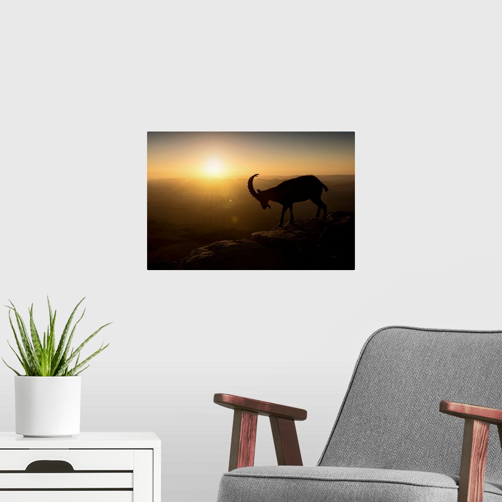A modern room featuring A silhouetted mountain goat in early morning light on a mountain ledge overlooking a valley.