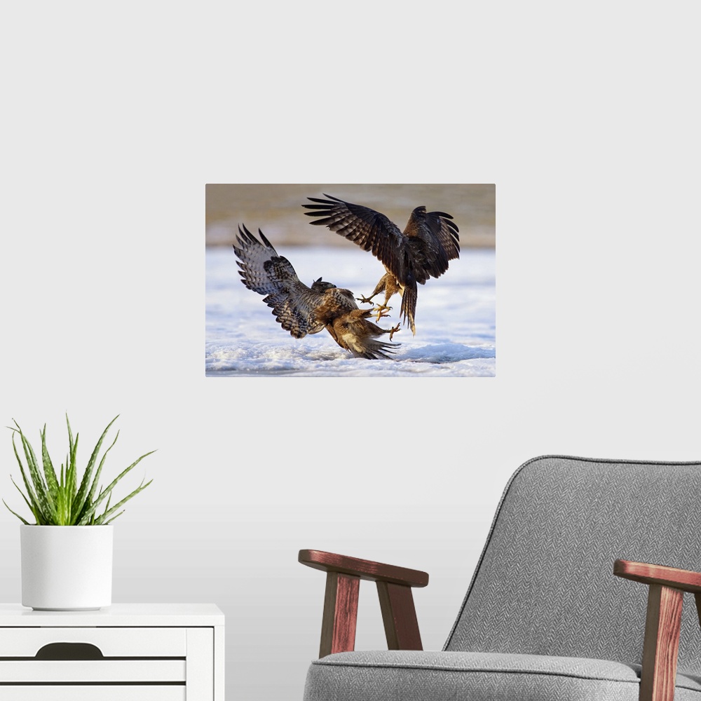 A modern room featuring An intense photograph of two aggressive birds of prey fighting each other while flying.