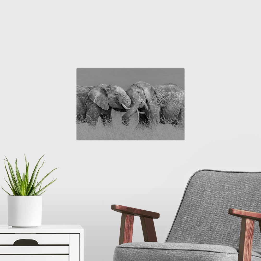 A modern room featuring Elephant Flight