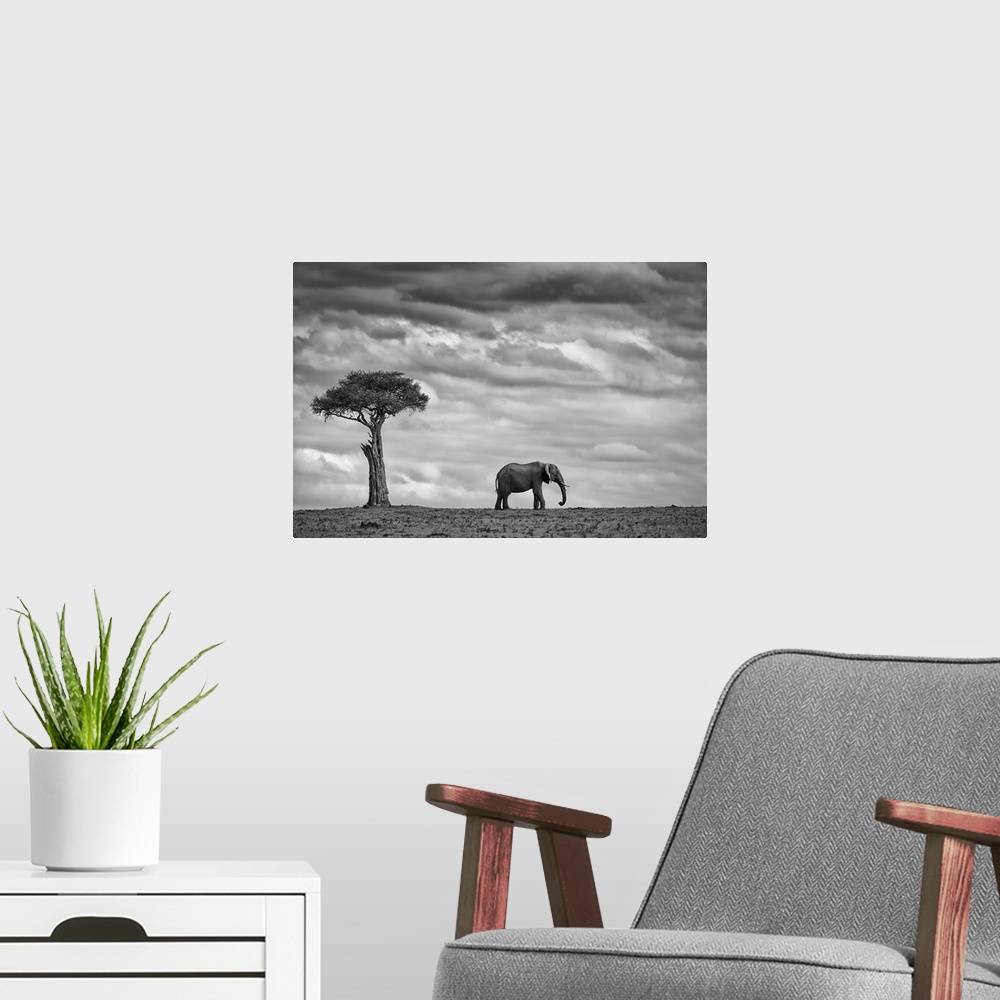 A modern room featuring A lone elephant stands near a tree in the Masai Mara Kenyan park.