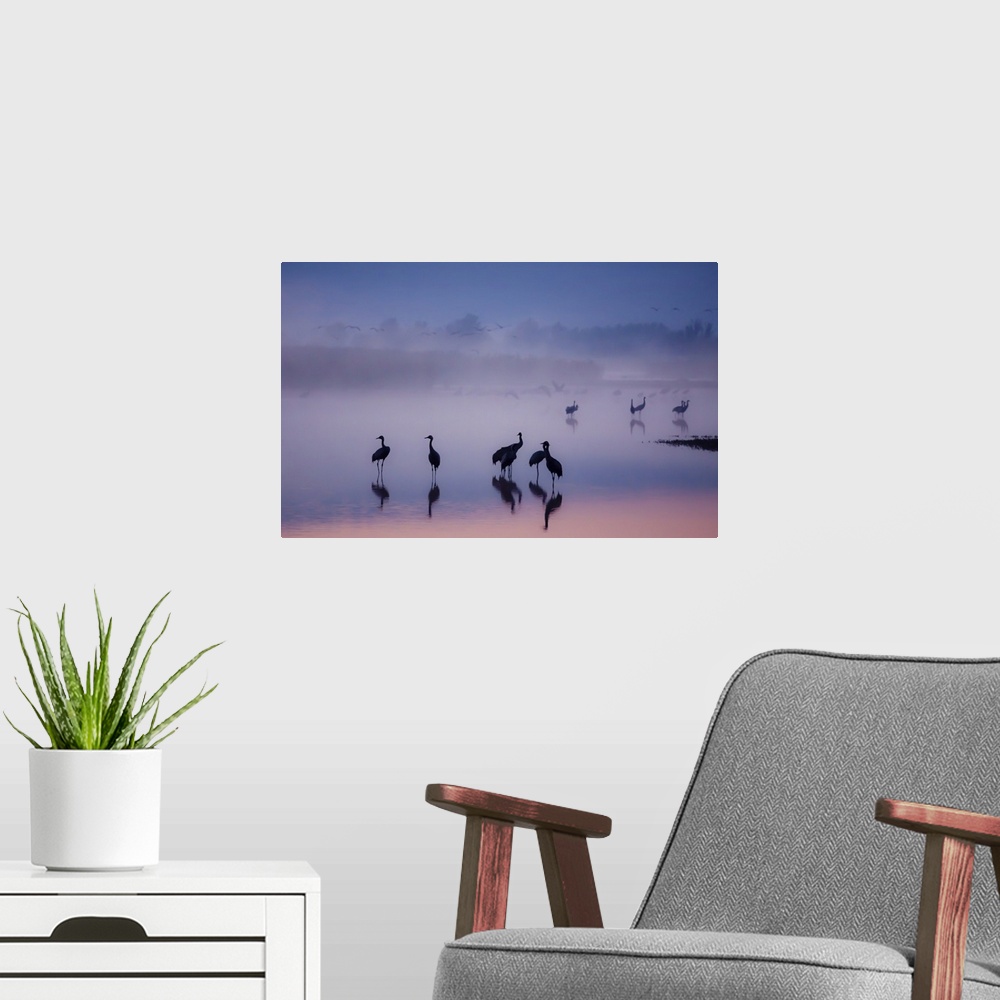 A modern room featuring A flock of silhouetted cranes standing in a misty lake, with pastel colored water, at sunset.