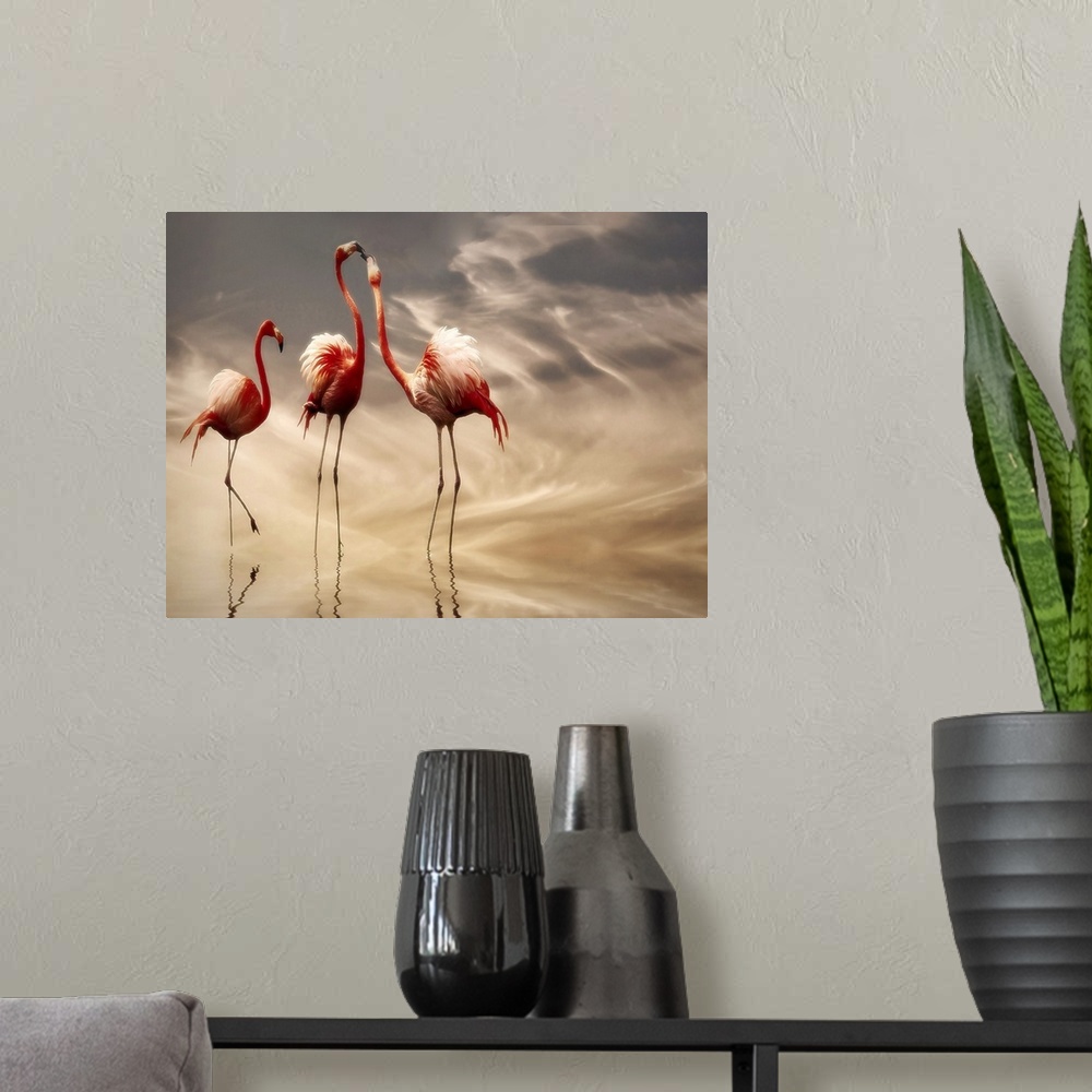 A modern room featuring Two Caribbean Flamingoes argue while another one watches calmly, all  standing in shallow water r...