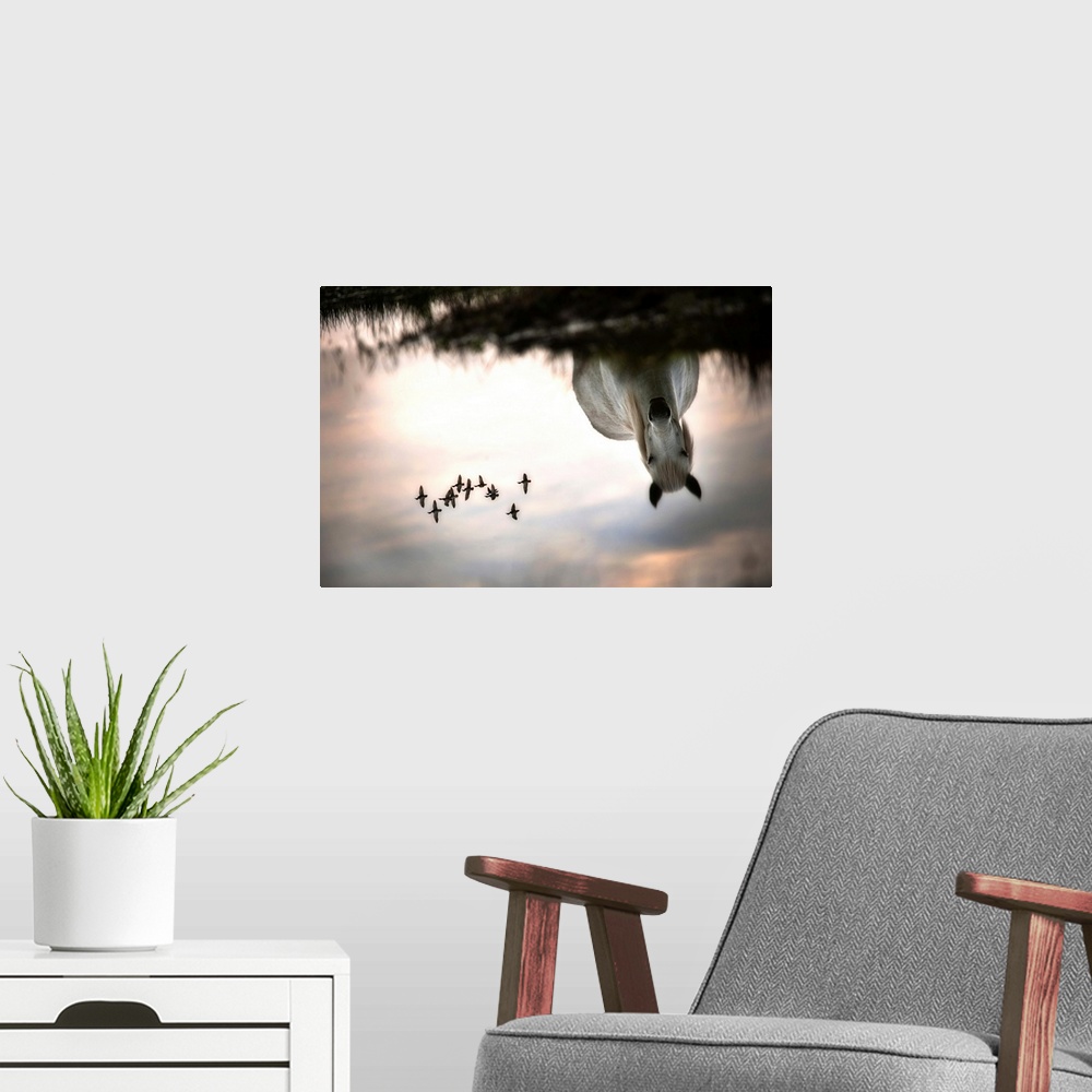 A modern room featuring Reflection of a white horse looking at a pond with a flock of ducks flying overhead.