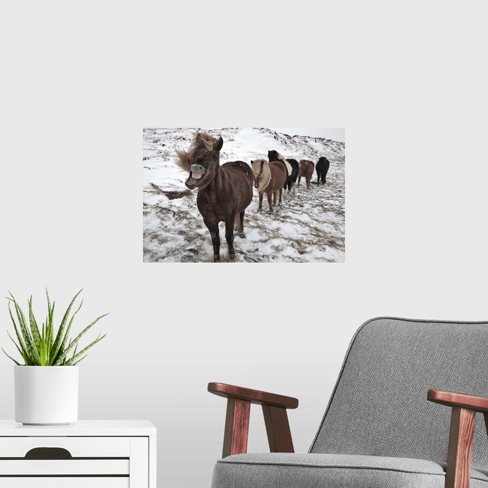 A modern room featuring Five Icelandic horses in a row in a snowy landscape, with the leader making an amusing face.