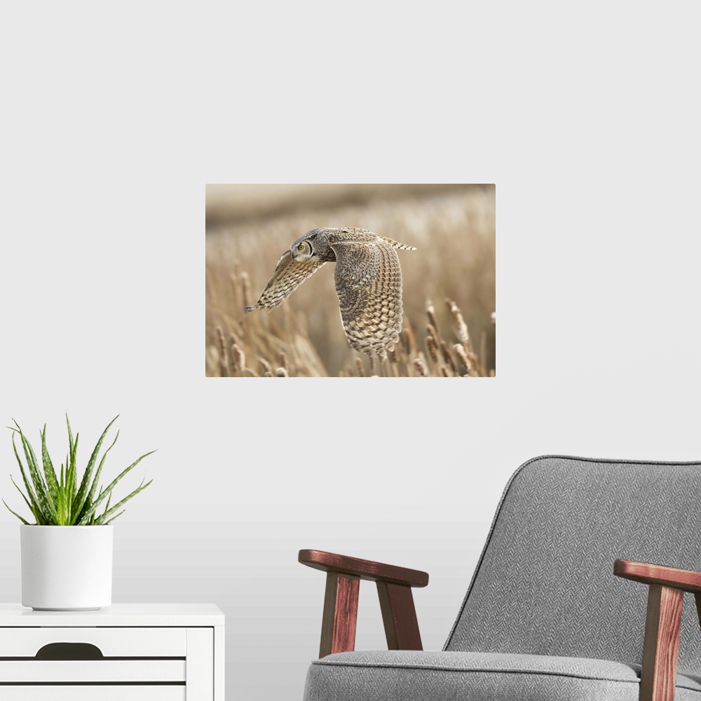 A modern room featuring A great horned owl flies low over a field.
