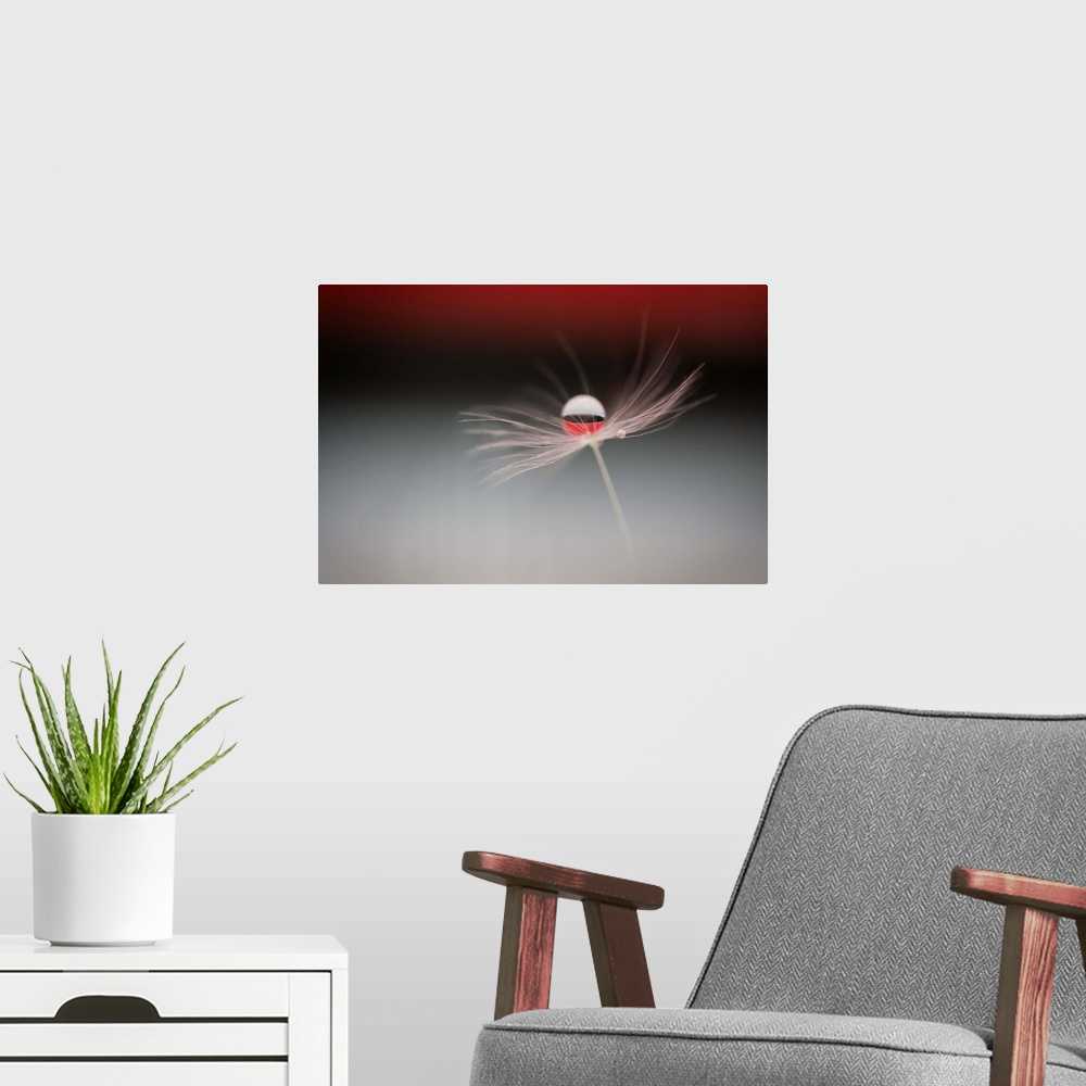 A modern room featuring A macro photograph of a wispy flower with a large water droplet reflecting the red and white colo...