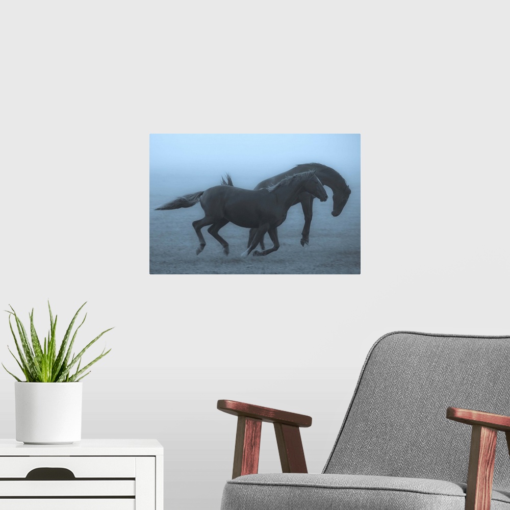 A modern room featuring Two horses running and bucking in a misty field in the early morning.