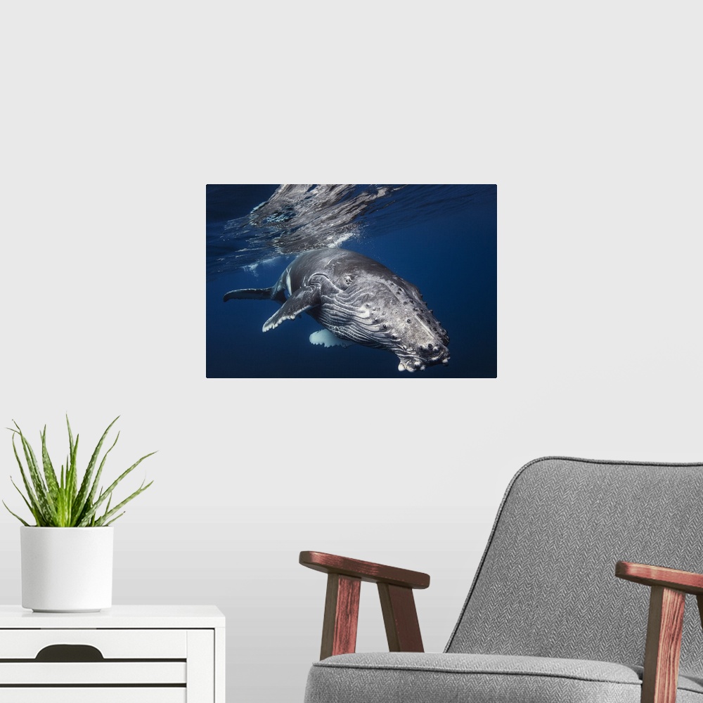 A modern room featuring Close-up photograph of a humpback whale swimming around Reunion Island, France.